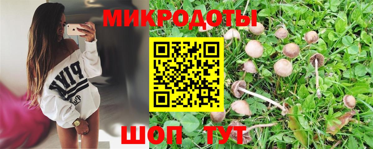 Галлюциногенные грибы Psilocybine cubensis Кашира